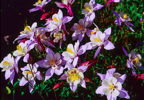 Aquilegia Close up Columbine Flowers with dew drops on green grass and other flowers.  Yellow-red columbine.