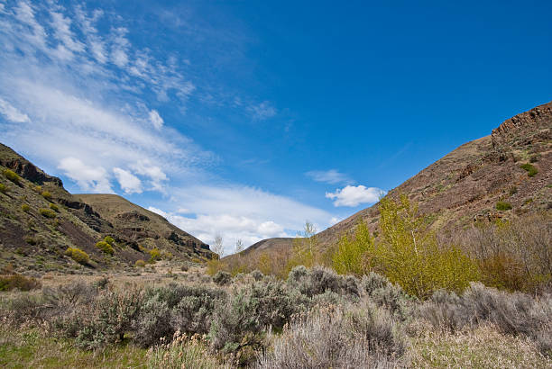 istock Sagebrush in Umtanum Creek Canyon 181872095