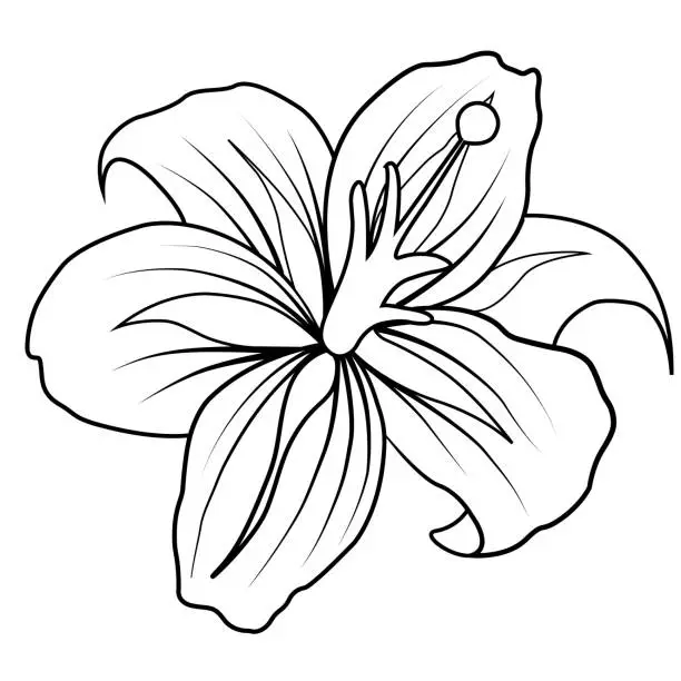 Vector illustration of flower