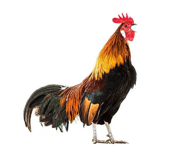 Rooster isolated on white