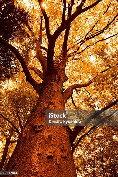 Autumn Tree - アウトフォーカスのストックフォトや画像を多数ご用意 - アウトフォーカス, オレンジ色, カラー画像