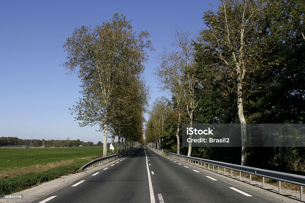 route - Photo de Arbre libre de droits