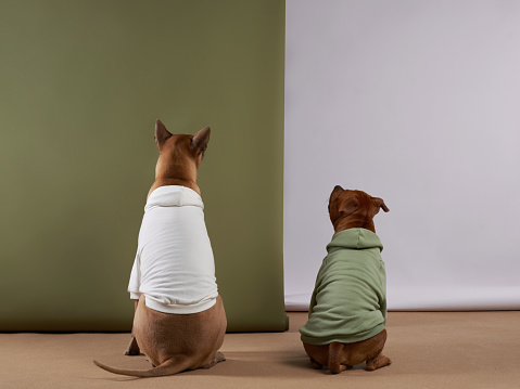 two dogs in hoodies. Pet in clothes, showroom. Thai Ridgeback and Staffordshire bull terrier indoors