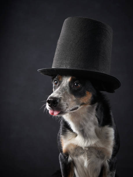 funny on dog in top hat. Charming border collie. pet in the studio on black