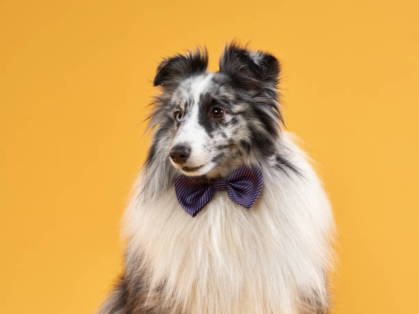 istock dog on a yellow background in the bow tie. Marbled Sheltie in studio 1818727847