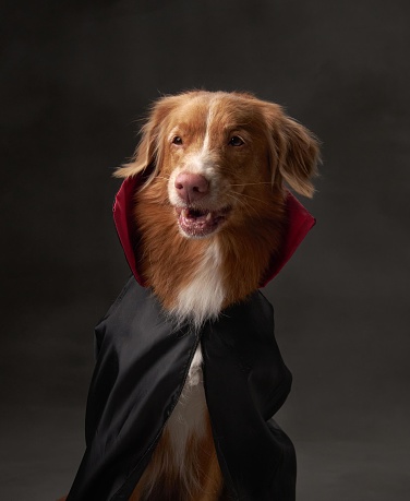 Halloween-themed Dog Portrait, Detailed studio capture of a Nova Scotia Duck Tolling Retriever donning a red cloak, suggesting a festive look against a dark backdrop