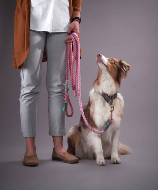 istock australian shepherd dog. Pet Portrait in studio. Charming 1818727883