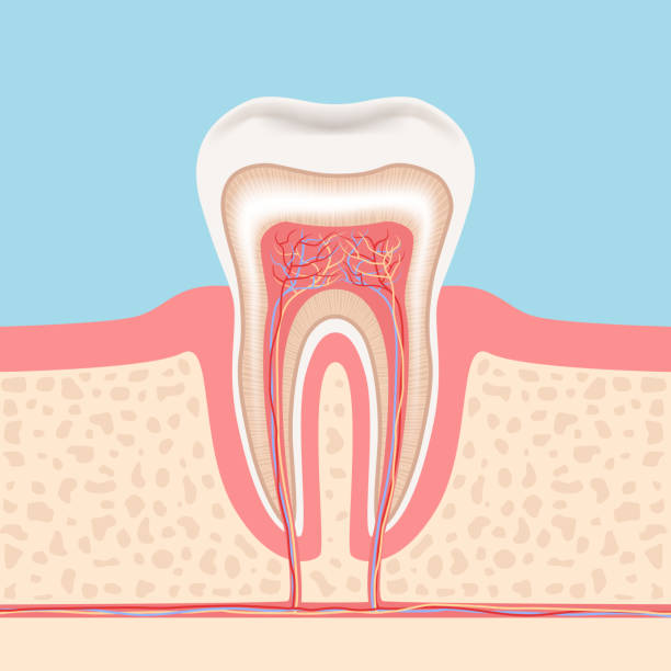 Pulp Tooth Cartoon Human Tooth Anatomy Molar Pulp Png 733x550px Watercolor Cartoon