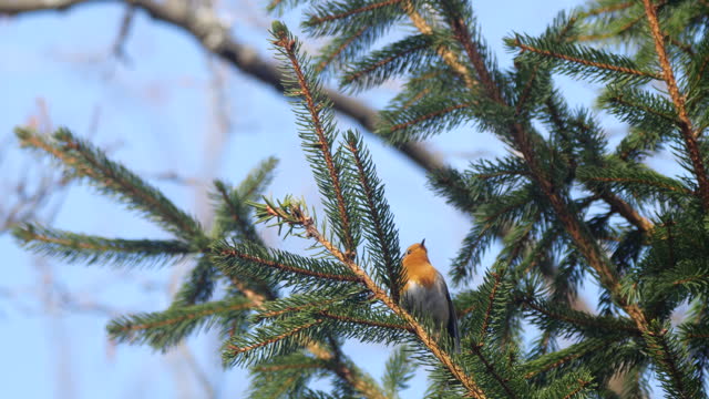 European robin - singing bird