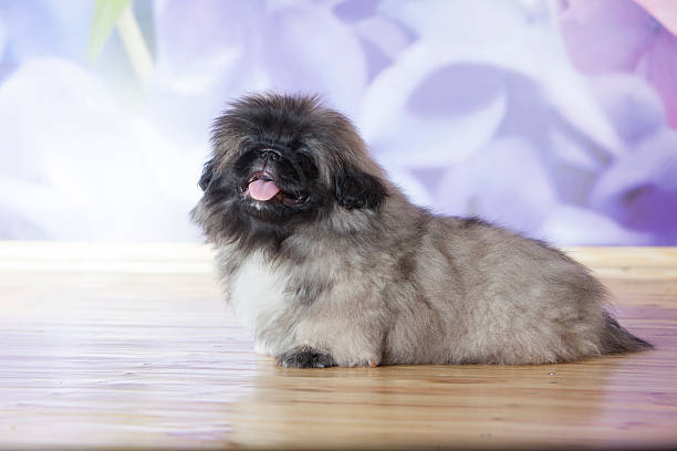 istock Pekinese puppy 181873226
