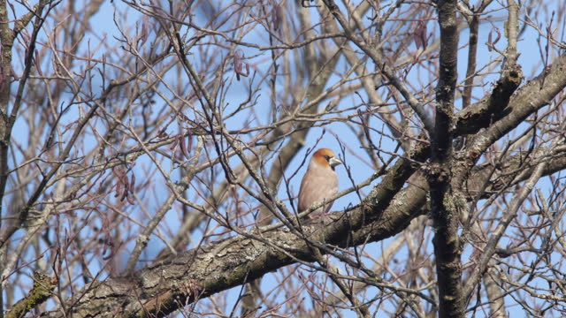 Hawfinch - singing bird