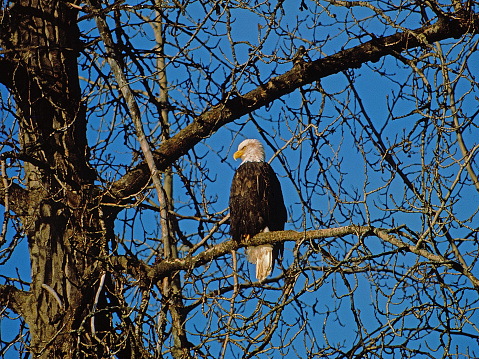 As dusk begins, the bald eagle perches  high in the bare tree surveying his territory.