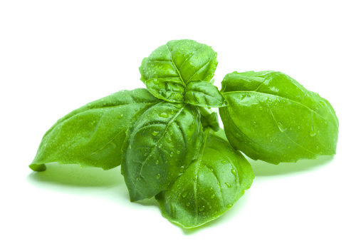 Basil on a white background.