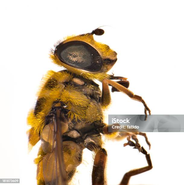 꿀벌 0명에 대한 스톡 사진 및 기타 이미지 - 0명, 2000-2009 년, 갈색
