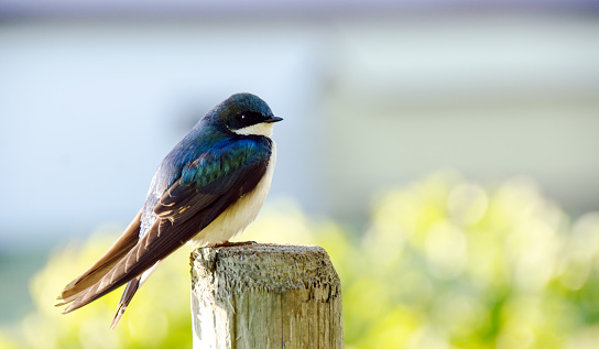 A Tree Swallow resting on a fence post.