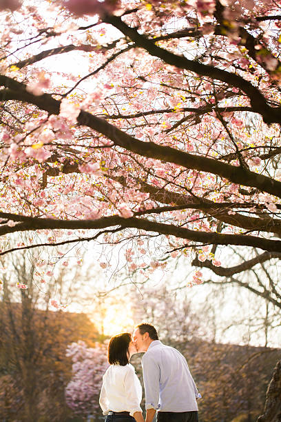 istock Mature couple kissing at sunset under cherry blossoms 181873694