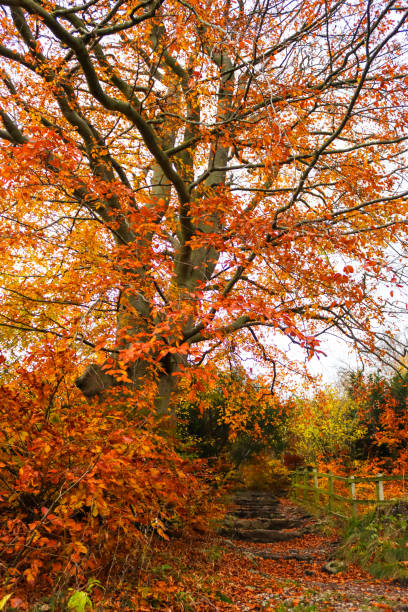 istock Autumn season and walking path 1818738376