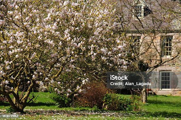 Frühling Garten Jersey Stockfoto und mehr Bilder von Baum - Baum, Landhaus, Magnolien