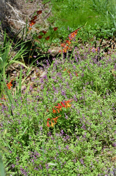 istock Crocosmia aurea x pottsii flowering on forest floor 1818740495