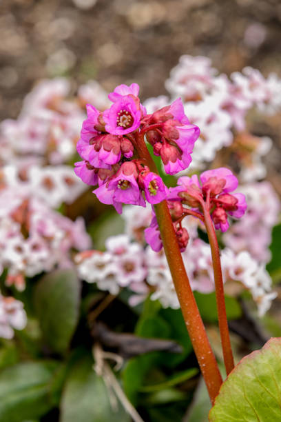 Bergenia crassifolia, better known as winter hydrangea, is a plant of the genus Bergenia, family Saxifragaceae.