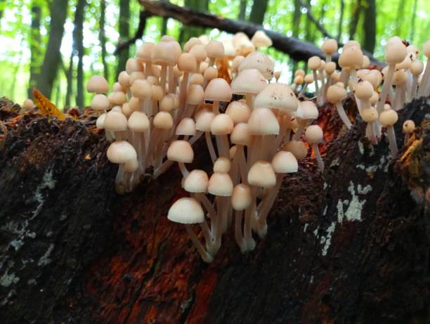 istock A large group of white toadstools on thin long legs grow on an old rotten oak stump in the middle of the forest on a background of trees. 1818742151