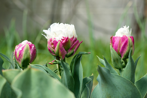 Ice cream kind exotic tulip -  unusual Netherlands sort - flowering in a rural garden.