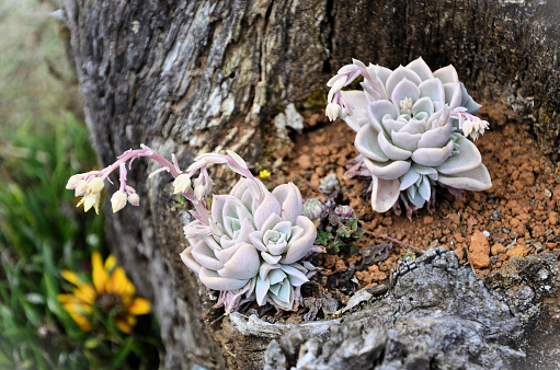 Beautiful Echeveria with buds and flowers inside the dry tree trunk decorating the garden in the late afternoon