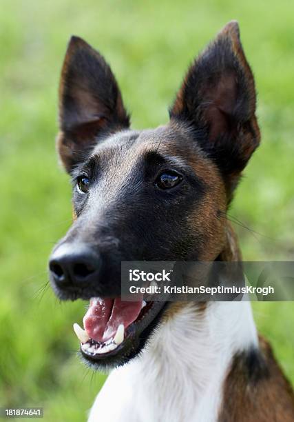 Foto de Fox Terrier Cabeça e mais fotos de stock de Animal de estimação - Animal de estimação, Boca Animal, Branco