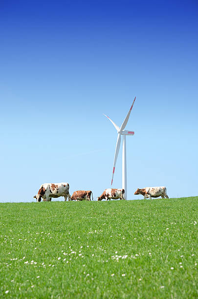 istock Cow herd on pasture in front of wind turbine 181874699