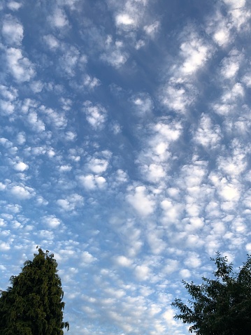 Altocumulus clouds against a blue sky in summer over North Yorkshire, England, United Kingdom. They appear as white or grayish-white rounded or layered cloud patches with a globular or wavy appearance. They form at a lower altitude compared to other mid-level clouds so theyre largely made of water droplets.