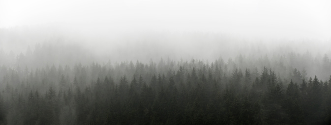 Dark Spruce Wood Silhouette Surrounded by Fog.related: