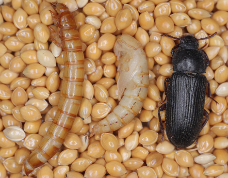 Yellow mealworm Tenebrio molitor, storage pest. Larva, pupa and adult beetle on millet seed.
