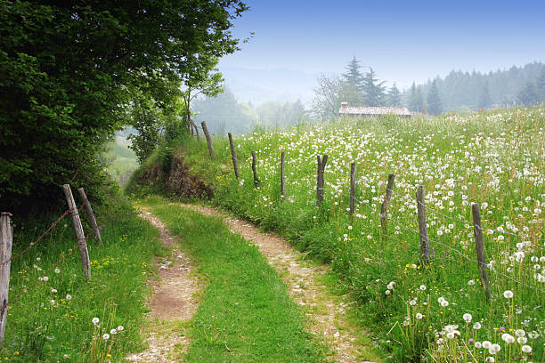 chemin de terre dans la campagne de printemps paysage - meadow single lane road nature field photos et images de collection