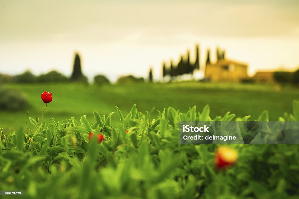 Farm sulle colline toscane - Foto stock royalty-free di Agricoltura