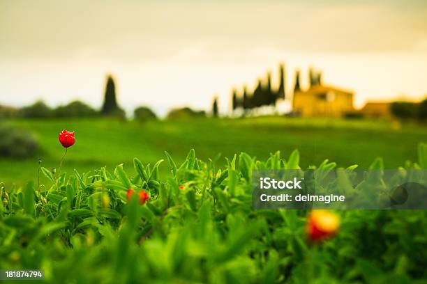 Farm Sulle Colline Toscane - Fotografie stock e altre immagini di Agricoltura - Agricoltura, Ambientazione esterna, Ambientazione tranquilla