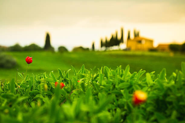 Tuscan hills