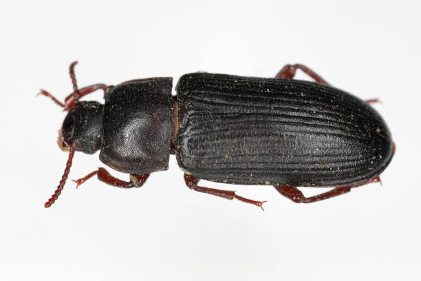 istock Mealworm Beetle on white Background - Tenebrio molitor. 1818748196