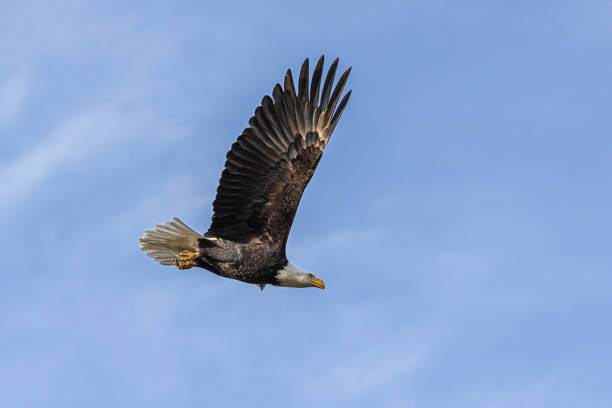 A bald headed eagle soaring over Boundary Bay, Delta, B.C., Canada. The bald eagle is a bird of prey found in North America. A sea eagle, it has two known subspecies and forms a species pair with the white-tailed eagle. Its range includes most of Canada and Alaska, all of the contiguous United States, and northern Mexico. un águila calva volando sobre boundary bay, delta, b.c., canadá. el águila calva es un ave rapaz que se encuentra en américa del norte. un águila marina, tiene dos subespecies conocidas y forma una pareja de especies con el águila de cola blanca. su