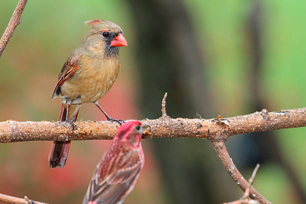 istock Female Northern Cardinal (Cardinalis cardinalis) Closeup 181874879