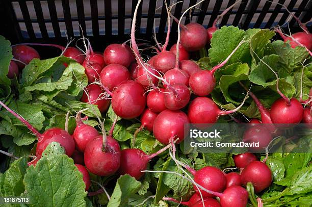 Primer Plano De La Fase Orgánica En Contenedor Rojo Rábanos Foto de stock y más banco de imágenes de Agricultura