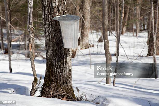 Maple Sap 春に収集 - カエデのストックフォトや画像を多数ご用意 - カエデ, カナダ, カナダ オンタリオ州