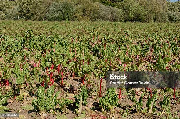 Arcoíris Acelga Crescimento No Campo - Fotografias de stock e mais imagens de Acelga - Acelga, Agricultura, Alimentação Saudável