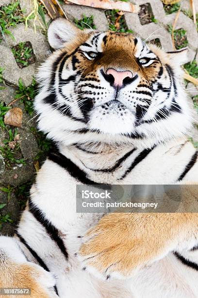 Tiger En Su Espalda Foto de stock y más banco de imágenes de Parte posterior del animal - Parte posterior del animal, Tigre, Aire libre