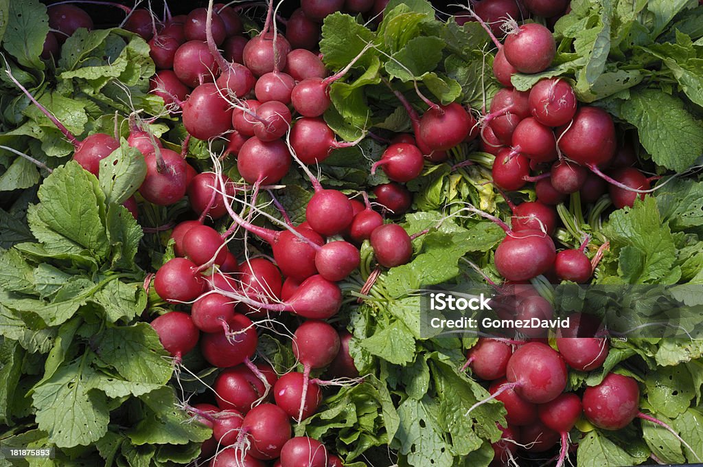 Gros plan de rouge bio Radishes dans l'expédition de Récipient - Photo de Agriculture libre de droits