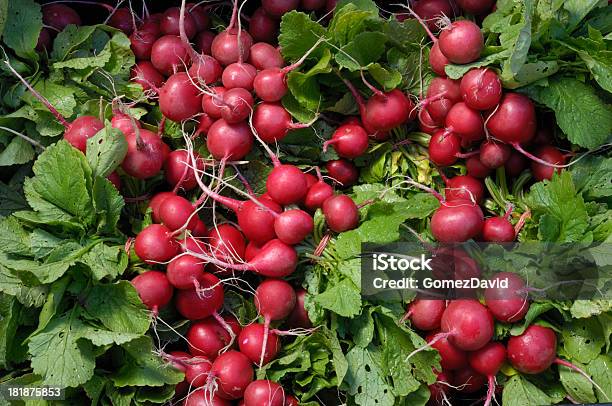 Closeup Di Organico Di Ravanelli Rosso Nel Contenitore Per La Spedizione - Fotografie stock e altre immagini di Agricoltura