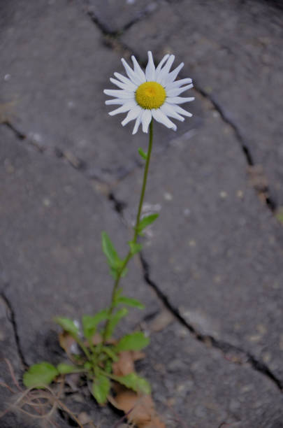 istock On the drainage floor a Leucanthemum halleri with its flower 1818758897
