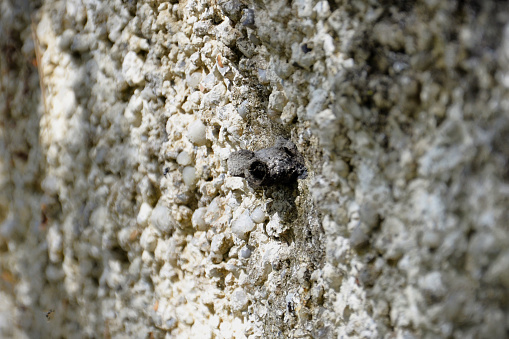 A discreet dark nest of Tetragonisca angustula made inside the wall