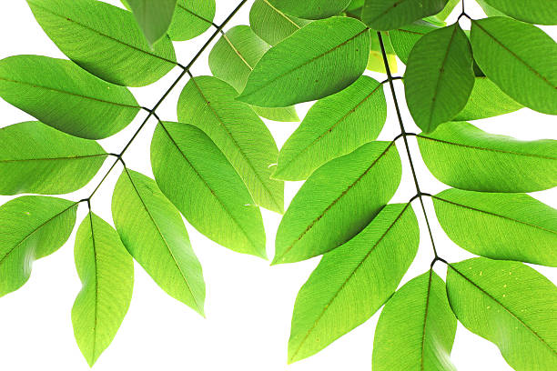 verde folhas - beech leaf isolated leaf new imagens e fotografias de stock