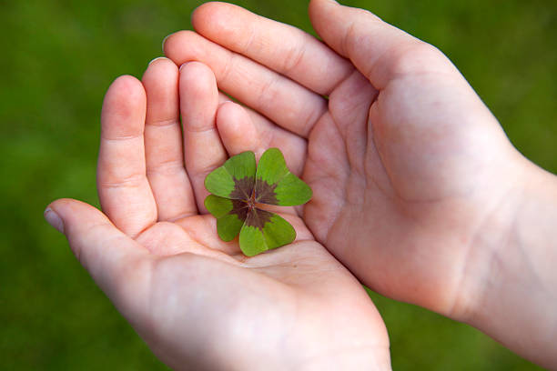 hands with four leaf clover stock photo