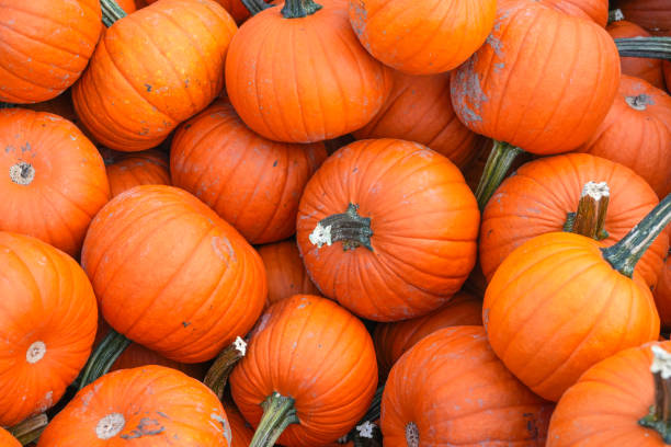 istock pumpkin harvest in autumn season 1818759866